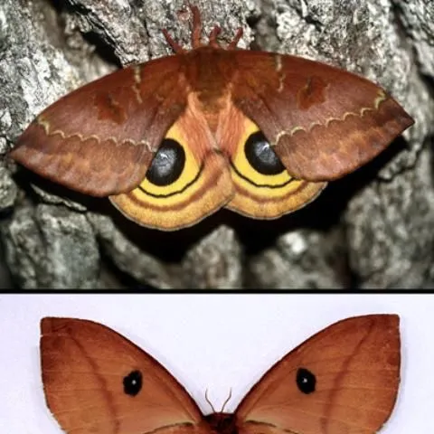 thumbnail for publication: Io Moth Automeris io (Fabricius) (Insecta: Lepidoptera: Saturniidae)